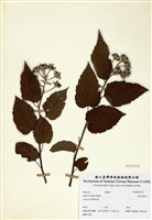 藏品(斯氏懸鉤子)的圖片